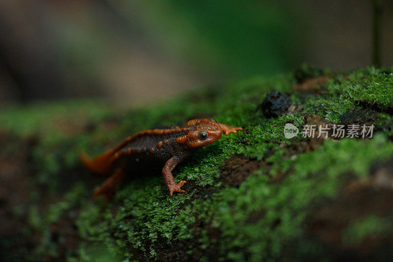 动物:成年喜马拉雅蝾螈(Tylototriton verrucosus)，也被称为鳄鱼蝾螈、鳄鱼蝾螈、喜马拉雅蝾螈和红节蝾螈。